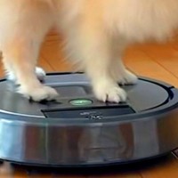 床を掃除中のルンバ→犬が『上に乗っかった』結果…楽しいのが伝わる『ニッコニコ笑顔』に反響「室内ドライブ」「楽しそう」「乗りこなしてるｗ」