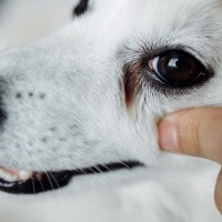 犬の『涙やけ』が悪化するNG習慣５選　今すぐ改善すべきタブー行為や対処法まで