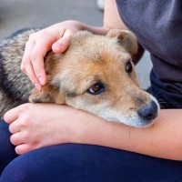 犬が『ツライ』ときにみせる行動５選　痛みや体の不調を訴えているサインとは？