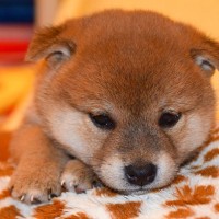 犬につけてはいけない『名前』４選　愛犬を混乱させてしまうかも…知っておくべきダメな理由まで