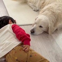 3歳の男の子が『大型犬と一緒に寝転んだ』結果→『何をするのかな』と見ていたら…尊すぎる日常に2万いいね「可愛いと可愛いが可愛いことしてる」