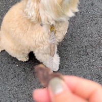 『オヤツ食べる？』と犬に聞いた結果→『喜ぶかな』と思っていたら…想像と違った『態度』が30万表示「薄目で見てて草」「プライド感じるｗｗ」