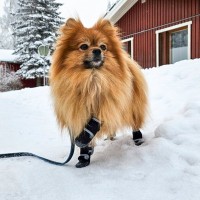 犬が『靴』を嫌がるときの対処法とは？どうしても履かせなければならないタイミングまで