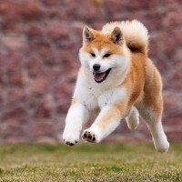 『日本犬』特有の共通点6つ　日本犬にみられる魅力や迎える際の注意点まで解説