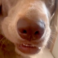 おやつに夢中な大型犬に『おさんぽ行く？』と聞いてみた結果→瞬時に振り向いて…『驚きの表情』が46万再生「反応早くて草」「最高に可愛いｗ」