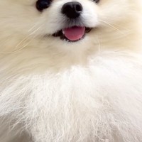 なぜか臭うので『オナラした？』と犬に聞いた結果→突然、笑顔が消えて…まさかの『逆ギレ』に爆笑「たまらんｗｗ」「人間の言葉わかってる」