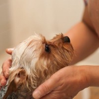 犬がお風呂に入るのを嫌がってしまう理由5つ　苦手意識を克服させるためにできることとは？