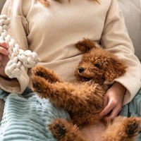 犬からの『信頼度』を測る方法５選　主なチェック項目や飼い主を頼りにしていないワンコがみせる行動まで