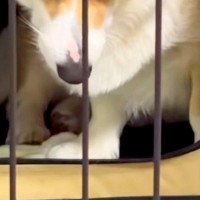 訳あって『犬にハウスをさせた』結果→柵越しにブチギレてしまい…怖すぎる『衝撃の表情』に反響「顔に出過ぎｗｗ」「メンチの切り方がプロで草」