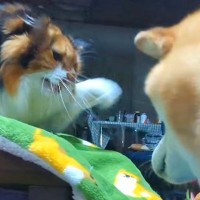 犬と猫がケンカした結果→『猫パンチ』を避けられてしまい…想像以上に『気まずい光景』が62万再生「圧凄すぎｗ」「精神的ダメージ与えてて草」
