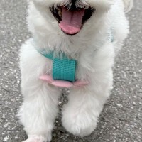 ウキウキで散歩する犬→行き先が『病院』で、注射を打たれてしまい…何も信じられなくなった『表情』に2万いいね「差がｗｗ」「人間味あって草」
