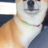 車で帰省し、犬を連れていった結果→外で待っていた『飼い主の母』を発見した瞬間…『尊すぎる表情』に1万いいね「大好きなんだ」「可愛すぎ」