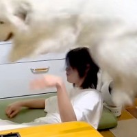超大型犬が『子犬の気持ちのまま成長した』結果→自分の大きさを理解しておらず…『まさかの光景』が827万再生「ボコボコで草」「幸せそうｗ」