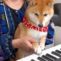 『ピアノの弾き方』を4匹の犬に教えてみた結果→1匹が興味津々になって…微笑ましすぎる『ピアニスト誕生の瞬間』に反響「口で弾くの可愛すぎ」