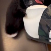 トリミングで疲れ果ててしまった犬→帰りのバッグの中で…想像以上に『溶けてしまっている光景』が115万再生「ぬいぐるみかと」「お手々がｗ」