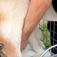 自転車で遊びに出かけた犬→帰るため、カゴから持ち上げようとした結果…『絶対下りたくない』まさかの光景に反響「可愛すぎ」「コントみたいｗ」