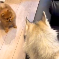 小さな犬がソファの横から出てきたら、ハスキー犬が…とんでもなく尊い『子どものような遊び方』が1225万再生「可愛すぎ」「体格差がｗｗ」