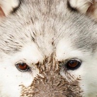 何気なく犬の写真を見返していたら『えげつない汚れ方』をしていて…もはや別生物のような光景が10万表示「シベリアンタヌキーｗ」「可愛すぎ」
