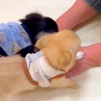 おばあちゃんと初めて会った2匹の赤ちゃん犬→何をしても褒めてくれて…とんでもなく尊い光景が139万再生「全員かわいい」「仲間に入りたい」