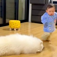 よちよち歩きをする小さな男の子→転んでしまった結果、大型犬が駆け寄り…あまりにも尊い光景が169万再生「優しい世界」「反射神経すごい」