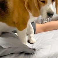 夜、寝る前のベッドで『なにかいる』と怯え始めた犬→突然飛び降りて…まさかの『ビビりすぎている光景』に反響「幽霊かな？ｗ」「可愛いｗ」