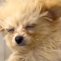 『犬が暑そう』と思ったので、扇風機の風を当ててあげた結果…あまりにも愛おしい光景が31万再生「泳いでる？ｗ」「歩いてると思ってそう」