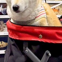 『水族館』に初めて来た犬→徐々に疲れてきてしまい…終盤に見せた『まさかの表情』に2万いいね集まる「落差すごいｗｗ」「10歳老けてて草」