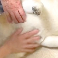 動物病院にやってきた犬→診察室で『先生』を見た途端…あまりにも愛おしい『態度と表情』が17万再生「想像以上にデレデレ」「幸せそうｗ」