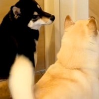 赤ちゃんを初めて家に連れて帰った結果→犬が『興味津々』で近付いて…あまりにも尊い光景が10万再生「泣きそうになった」「素敵なお姉ちゃん」