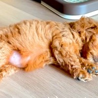 親犬の体重が3キロの赤ちゃん犬→『小柄に育つのかな』と思っていたら…予想を超える『現在の成長』が59万再生「愛の大きさ」「安定感すごい」