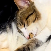 寝ている犬の上に『保護した子猫』を乗せてみた結果→『起きるかな』と思ったら…あまりにも尊い光景に反響「ほっこりして癒された」「幸せそう」