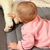 お昼寝している大型犬と遊びたい赤ちゃん→『起きて！』と合図をして…本当の姉妹のような『尊い光景』に反響「最高に可愛い…」「癒される」