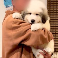 『超大型犬の子犬』を飼い始めた結果→簡単に抱っこできていたのに、1ヶ月後には…想像を上回る『衝撃の成長』に反響「モフモフ」「大物の予感」