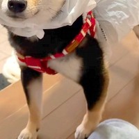 雨の日、犬がカッパを着れなくなったので『即席で作ってみた』結果→想像以上に『似合っている光景』に反響「頭カッコよすぎて草」「最高ｗｗ」