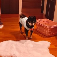 家に帰ってもあまり喜ばない犬→『そっけないな』と思いながら、お風呂に入っていたら…あまりにもツンデレな光景に反響「柴すぎる」「愛くるしい」