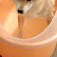 濡れるのが大嫌いな犬をシャンプーした結果→『暴れるかな』と思いきや…『予想外な光景』に反響「表情がなんともいえないｗ」「すごく偉い」