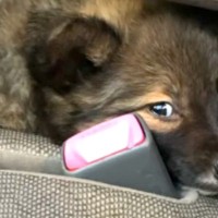 『怯えた顔』をした保護子犬→愛情を込めて、大切に育てた結果…素敵すぎる『表情の違い』に反響「笑顔全開でかわいい」「ありがとう」称賛の声も