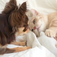 『おもちゃを奪い取った猫』VS『取り返したい犬』→優しく猫パンチされたら…ビビりすぎてしまった『表情』に爆笑「顔ｗｗ」「驚き方可愛すぎ」