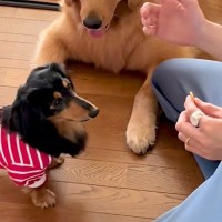 小型犬に『お手』をさせようとした結果→隣で見ていた大型犬が…コントのような『まさかの光景』が258万再生「ヤキモチ？ｗ」「愛おしすぎ」