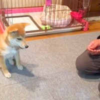 子犬に『待て』と指示した結果→『うまくできるかな』と見ていたら…悶絶級の『まさかの行動』が336万再生「待ててなくて草」「ジワジワ感ｗ」