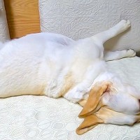 大型犬に小声で『ご飯食べる？』と言ってみた結果→『聞こえないかな』と思ったら…想像を超える反応に絶賛「早過ぎて草」「無駄な動き一切無し」