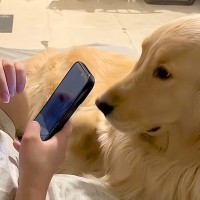 『体重37キロの大型犬』と暮らす女性→スマホをいじっていたら『全体重』をかけてきて…自分の大きさを把握できていない光景に29万再生の反響