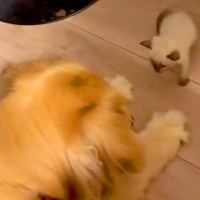 仕事終わり、捨てられていた『極小子猫』を発見→保護後に大型犬と会わせた結果…尊すぎる『初対面』に反響「優しい世界」「戸惑ってて可愛い」