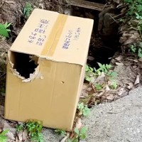 『ダンボールに閉じ込められ、捨てられた子犬たちがいる』と連絡があり…壮絶な出会いと『現在の光景』に思わず涙「顔が全然違う」「ありがとう」