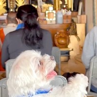 ご祈祷に参加した犬→住職さんが『大きな声』を出した、次の瞬間…驚いて見せた『人のような反応』が63万再生「慌てるの草」「ナムナム可愛い」