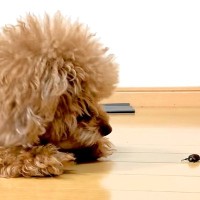 家の中に『カナブン』が侵入→思った以上に犬が怖がり…警戒心がすごい『攻防戦』に反響「仕草が可愛すぎるｗ」「怖いけど頑張るの愛おしい」
