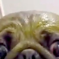 全身緑になるパックをした犬→『お洒落なことをした』と思ったら…納得せざるを得ない『秀逸なあだ名』に爆笑「既視感」「千と千尋出てました？」