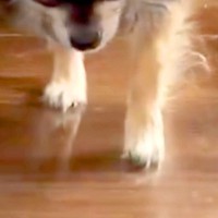 『ぼくのばん…ですよね…』お風呂を嫌がり隠れる犬→『ようやく出てきた』と思ったら…わかりやす過ぎる『態度と表情』に反響「恐る恐るで草」