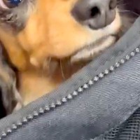 バッグから顔を出した犬→『病院の待合室だ』と気付いた瞬間…わかりやすく『絶望する表情』が263万表示「顔がｗ」「悟った途端に震えてて草」