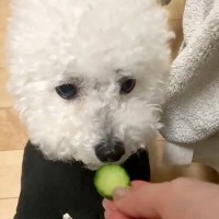 輪切りのキュウリを犬に与えてみた結果→まるで『CDプレーヤー』のような食べ方が13万表示「出てこなくなるタイプｗ」「瞬速すぎて草」と爆笑